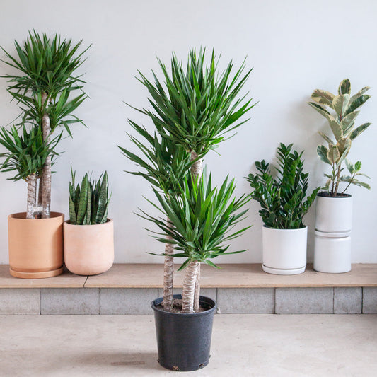 Yucca Staggered Cane: Yucca gigantea - 14 inch pot - 5-6 foot tall