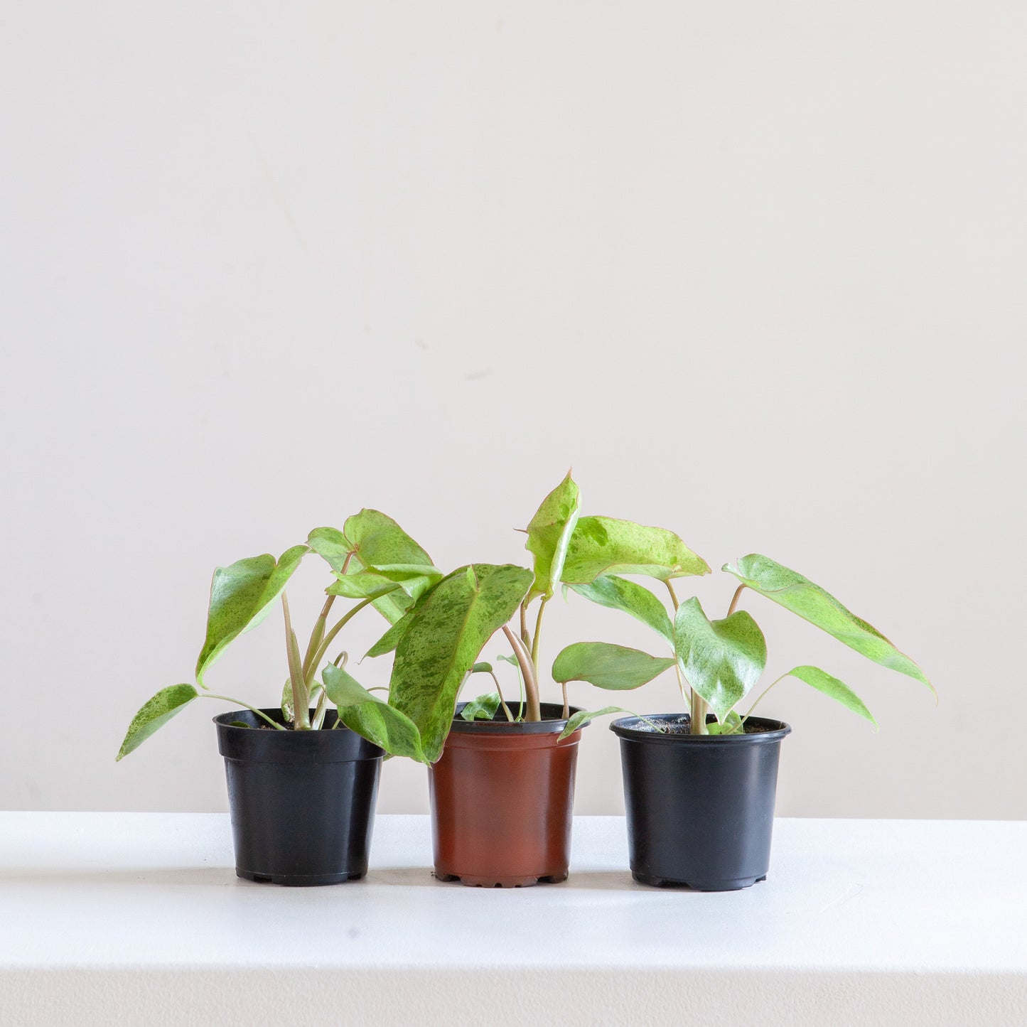 Paraiso Verde: Philodendron - 4 inch pot — indoor plant — indoor plant for sale by Promise Supply for delivery and pickup in Toronto.