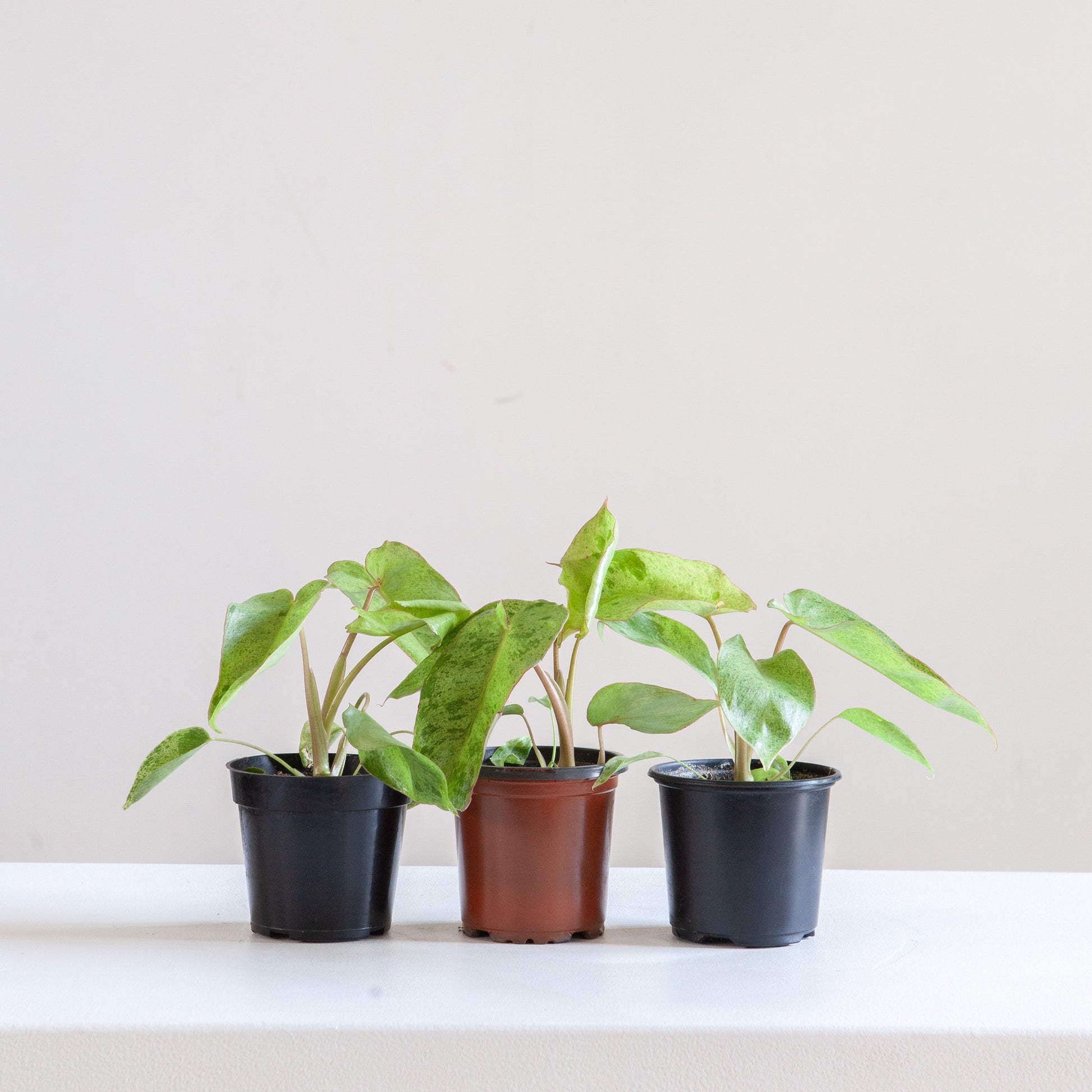 Paraiso Verde: Philodendron - 4 inch pot — indoor plant — indoor plant for sale by Promise Supply for delivery and pickup in Toronto.