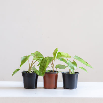 Paraiso Verde: Philodendron - 4 inch pot — indoor plant — indoor plant for sale by Promise Supply for delivery and pickup in Toronto.