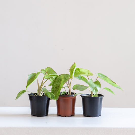 Paraiso Verde: Philodendron - 4 inch pot — indoor plant — indoor plant for sale by Promise Supply for delivery and pickup in Toronto.