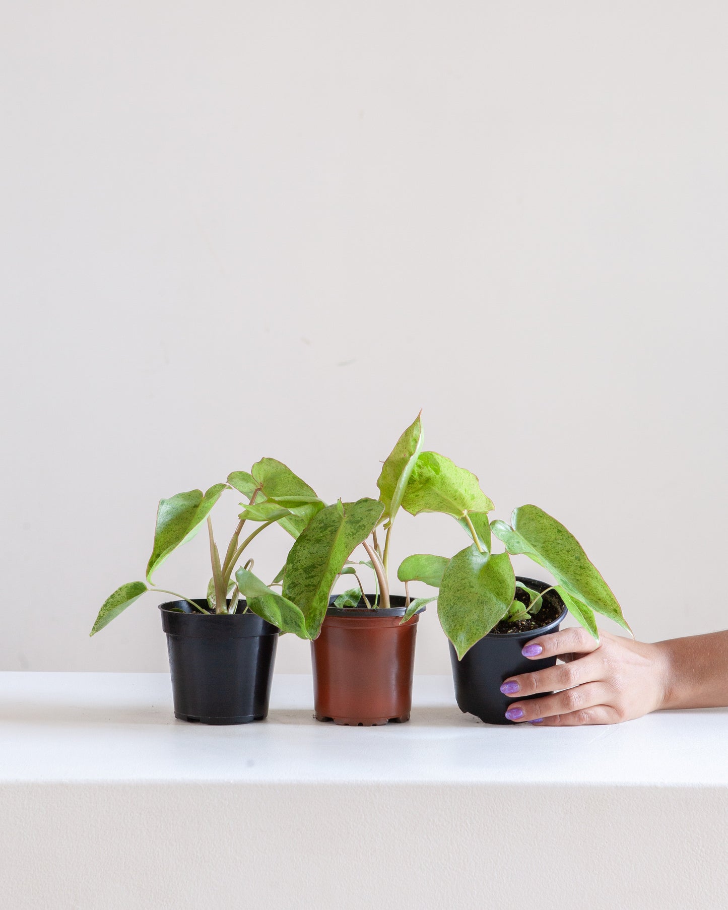 Paraiso Verde: Philodendron - 4 inch pot — indoor plant — indoor plant for sale by Promise Supply for delivery and pickup in Toronto.