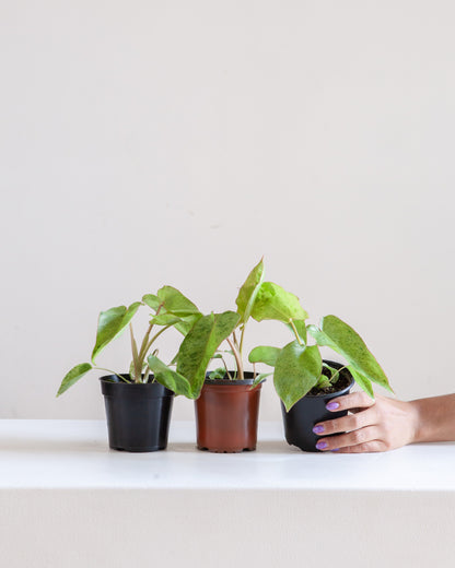 Paraiso Verde: Philodendron - 4 inch pot — indoor plant — indoor plant for sale by Promise Supply for delivery and pickup in Toronto.