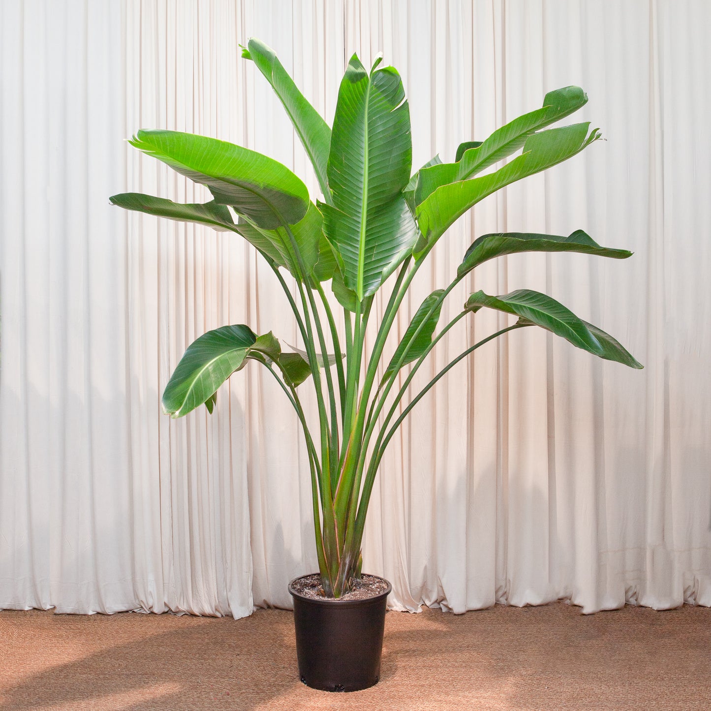 White Bird of Paradise: Strelitzia nicolai - 14 inch pot - 5-8 foot tall