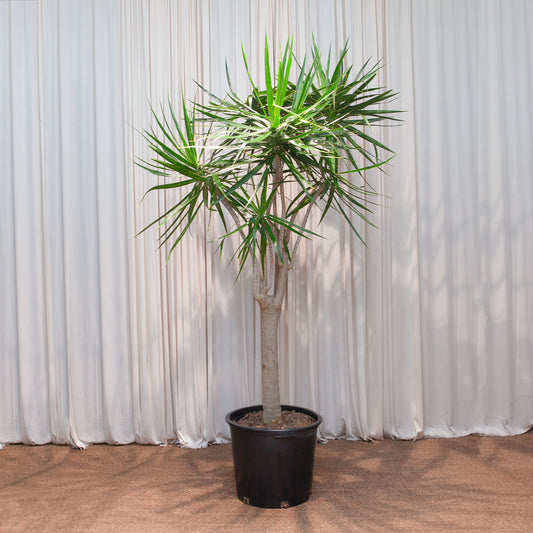 Character Dragon Tree: Dracaena marginata - 17 inch pot - 6-7+ foot tall