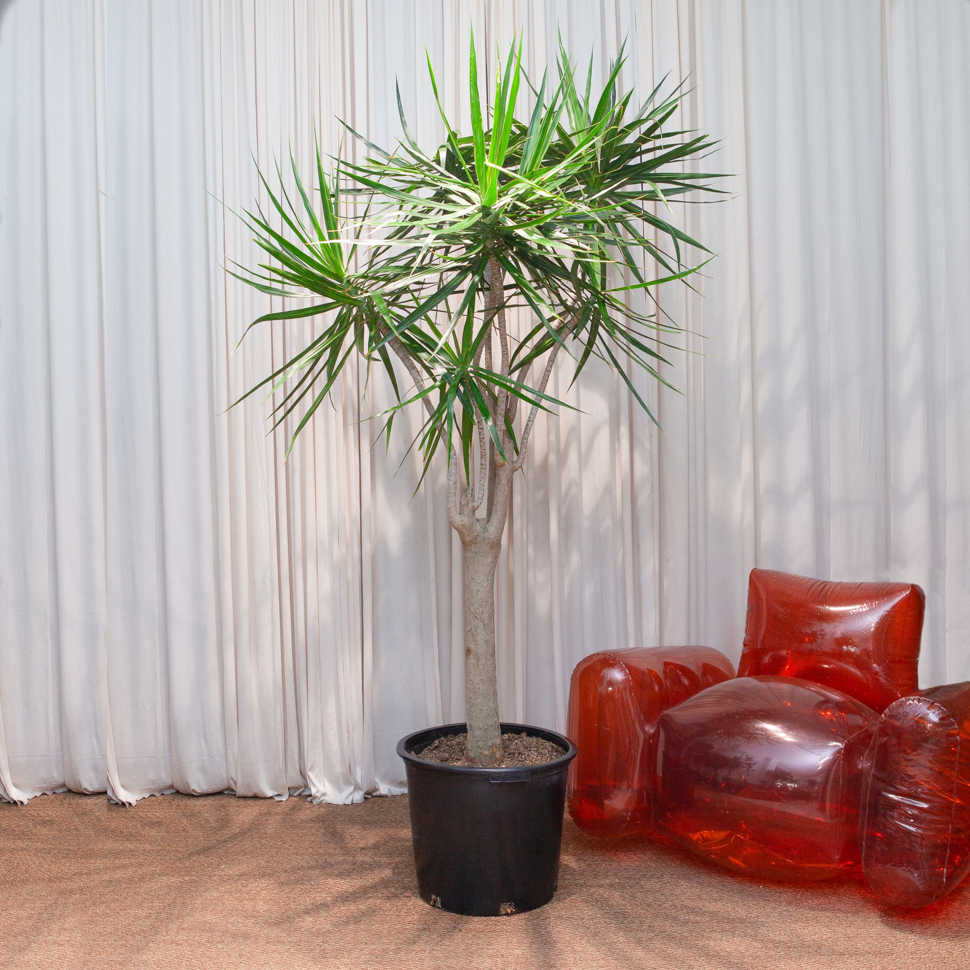 indoor plants spiky Character Dragon Tree: Dracaena - 17" Pot