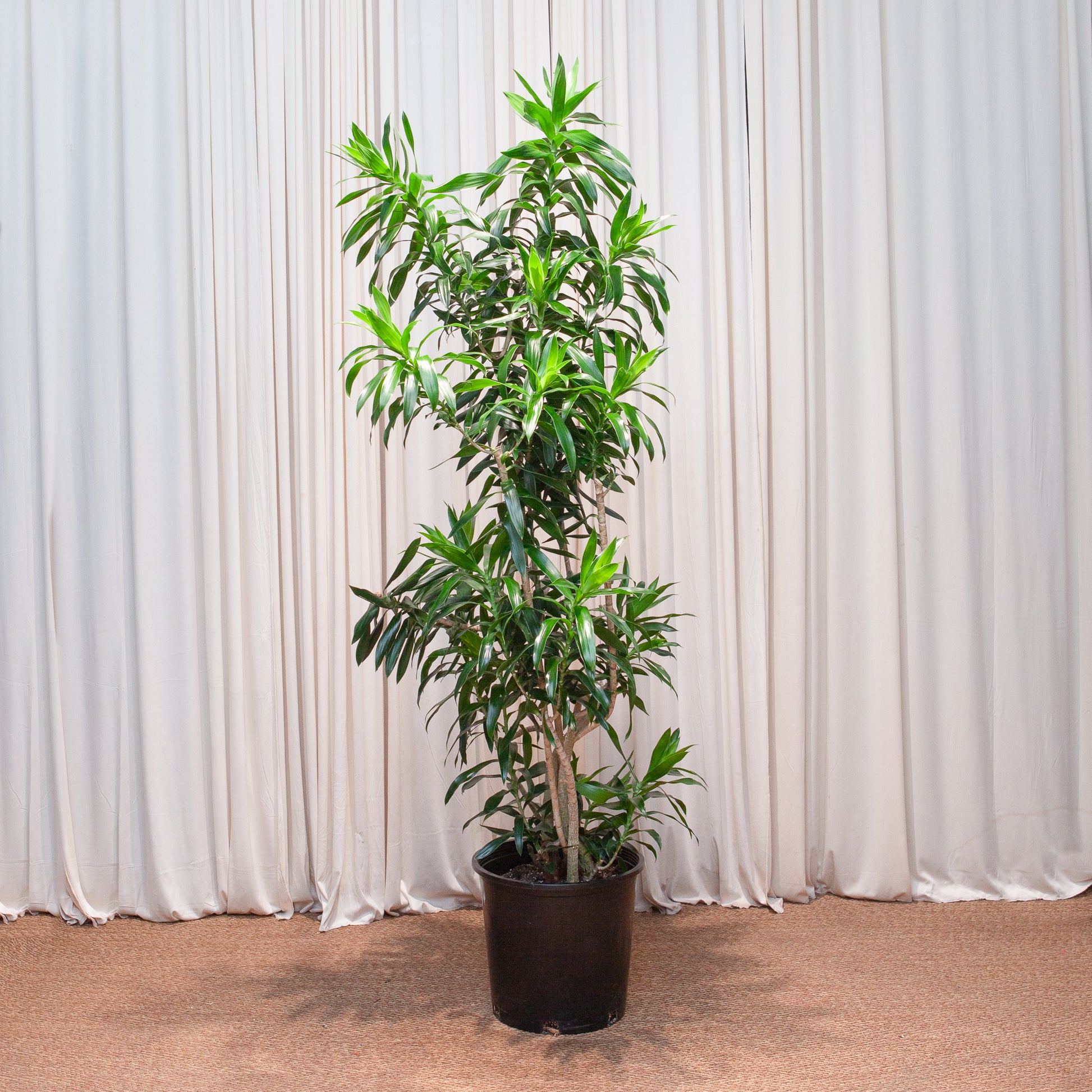 dracaena reflexa price Pleomele: Dracaena Reflexa - 14" Pot