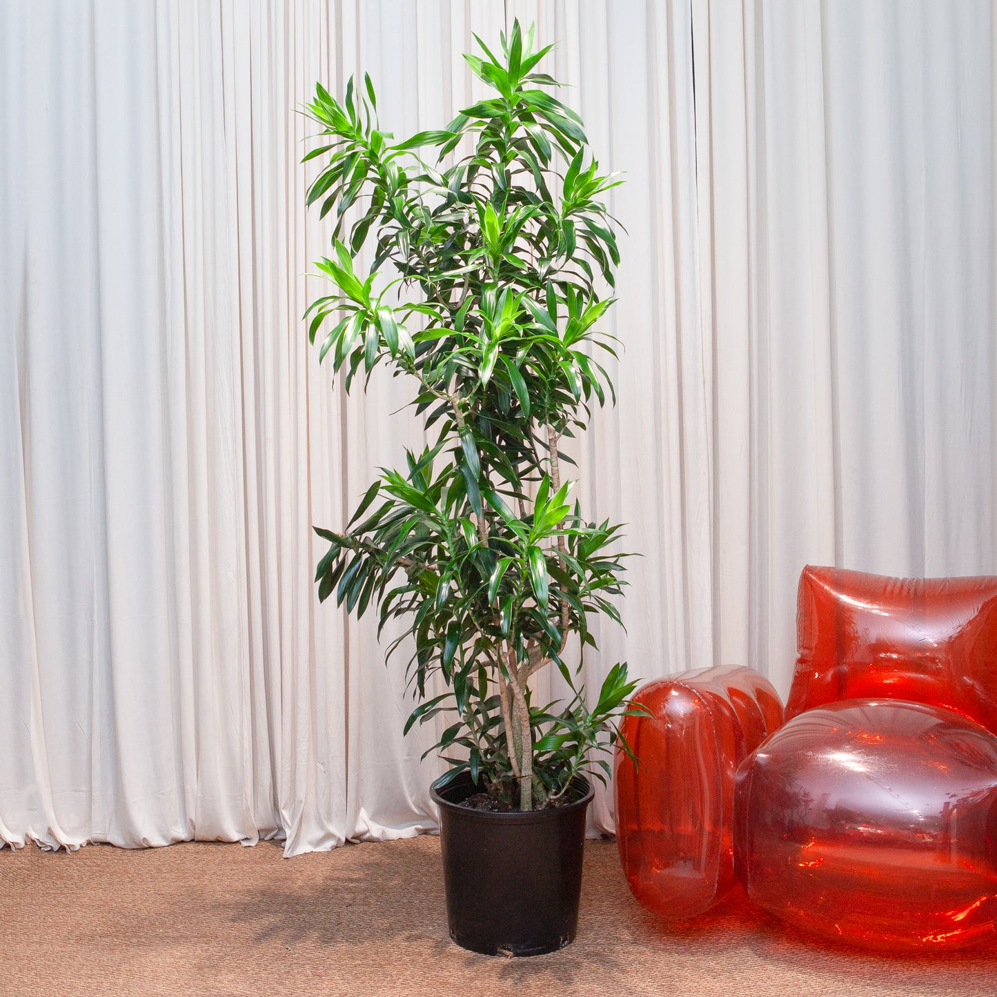 Anita Cane: Dracaena reflexa - 14 inch pot - 5-7 foot tall