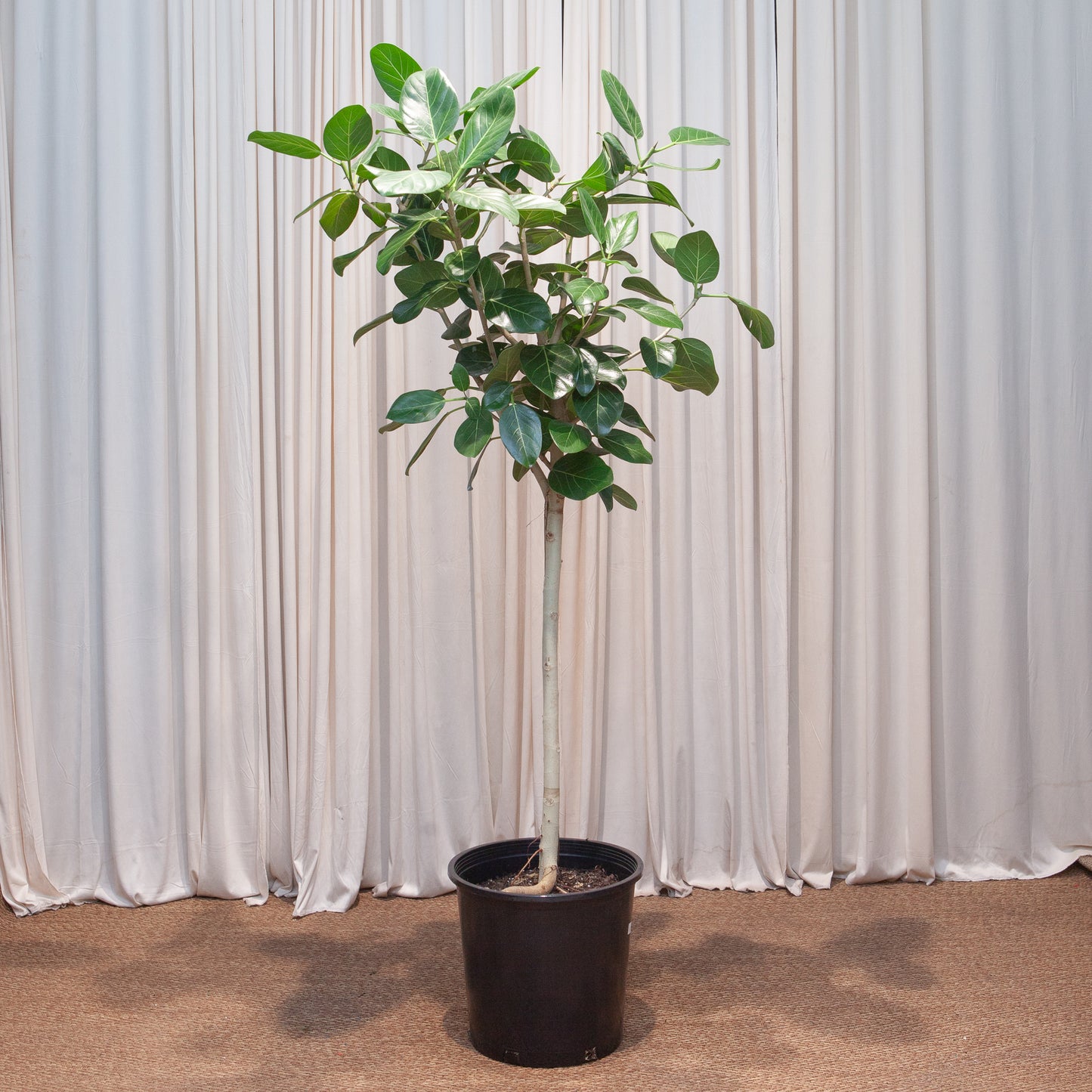 Ficus Audrey: Ficus benghalensis - 14 inch pot - 5-8 foot tall