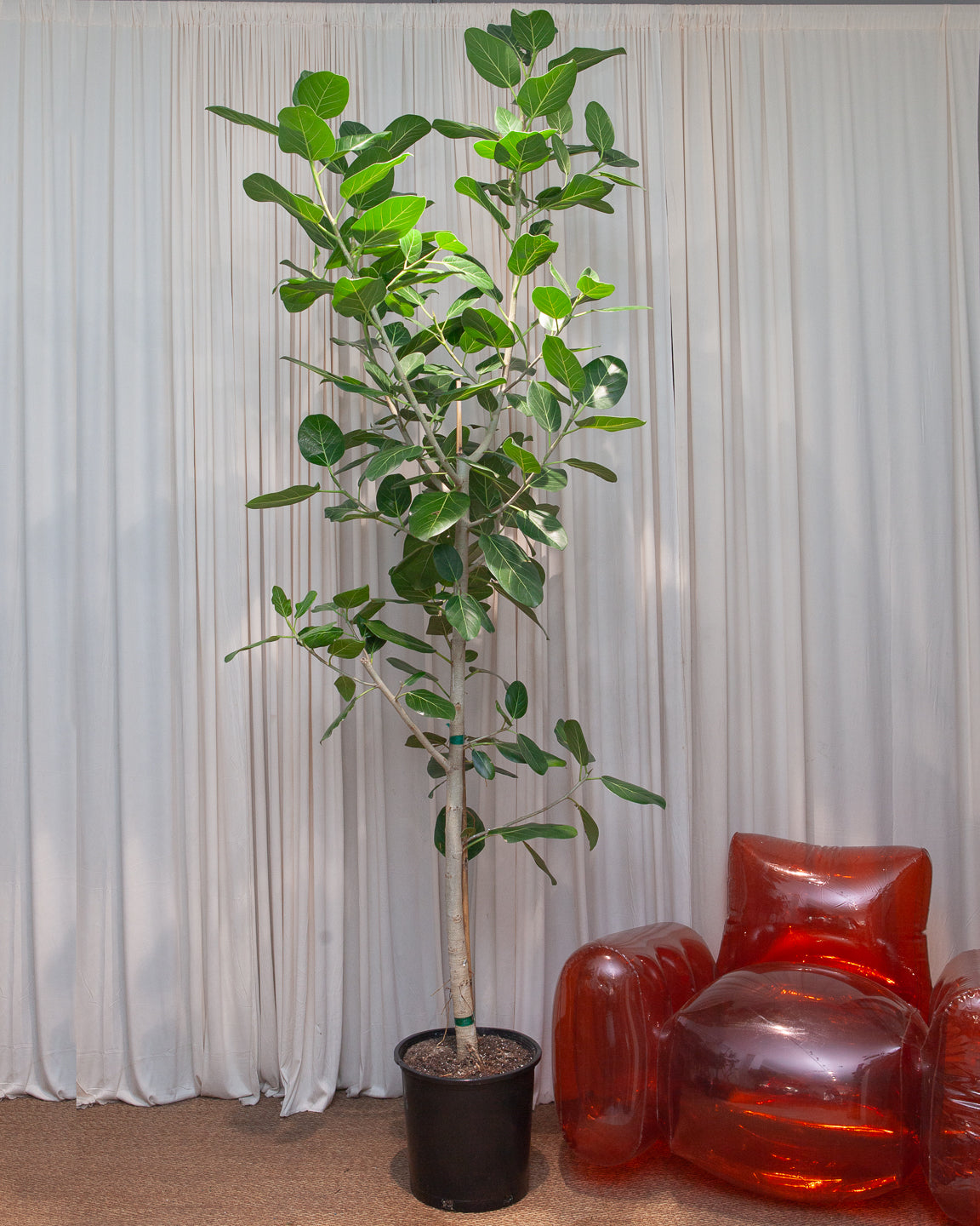 Ficus Audrey: Ficus benghalensis - 14 inch pot - 5-8 foot tall