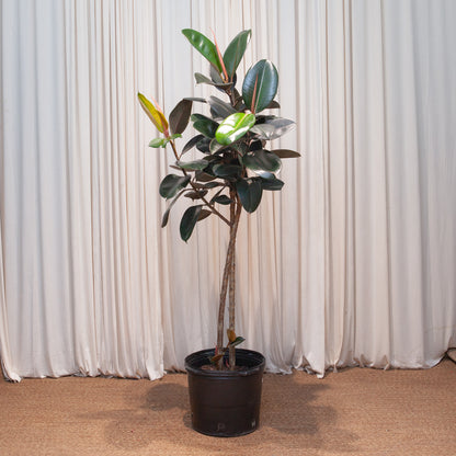 Burgundy Rubber Tree: Ficus elastica - 14 inch pot - 5-6 foot tall