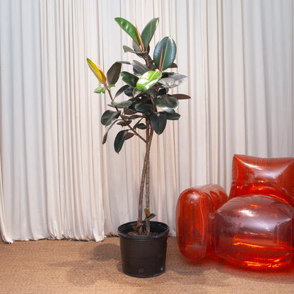 Burgundy Rubber Tree: Ficus elastica - 14 inch pot - 5-6 foot tall