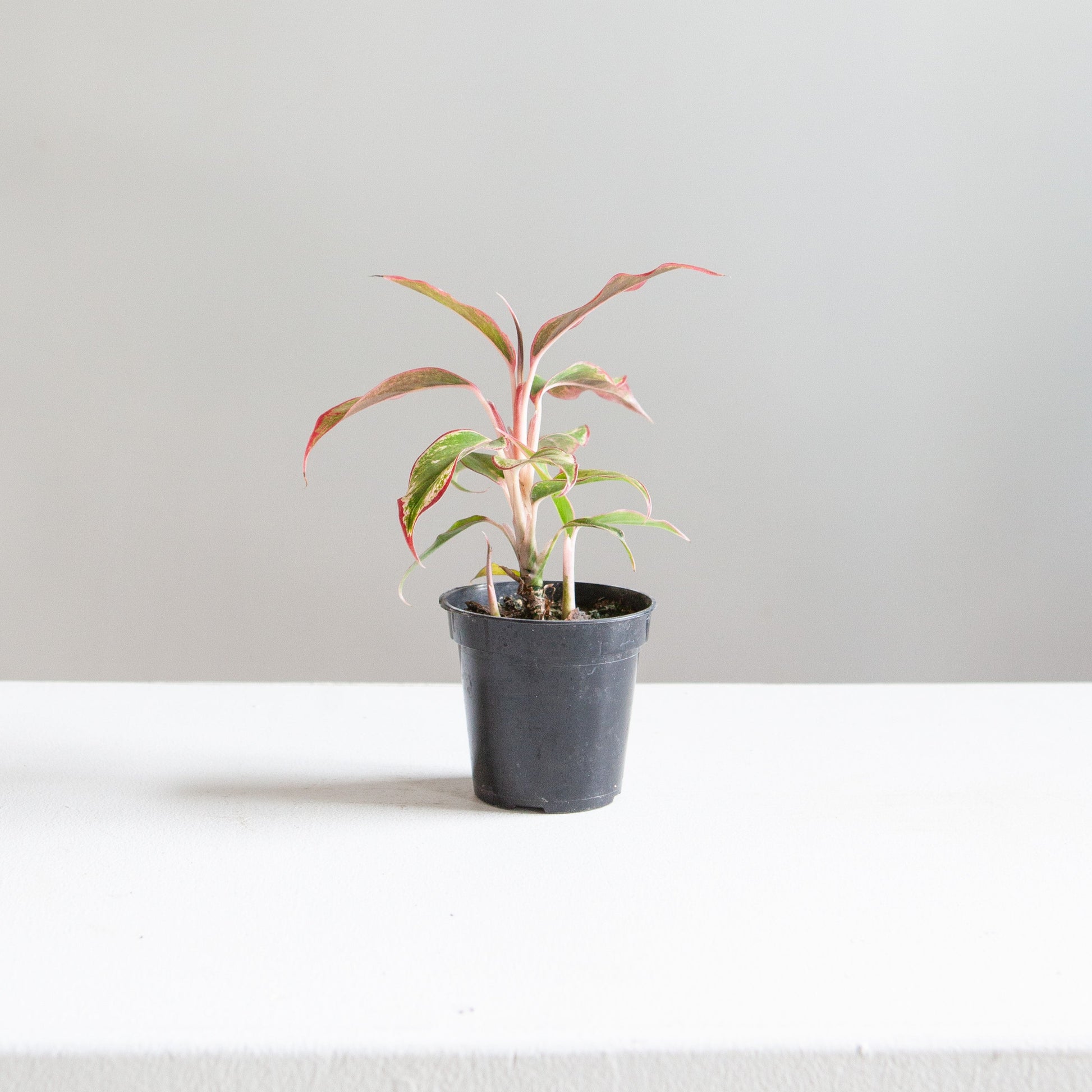 Siam Red Gold Chinese Evergreen: Aglaonema - 4 inch pot — indoor plant — indoor plant for sale by Promise Supply for delivery and pickup in Toronto.