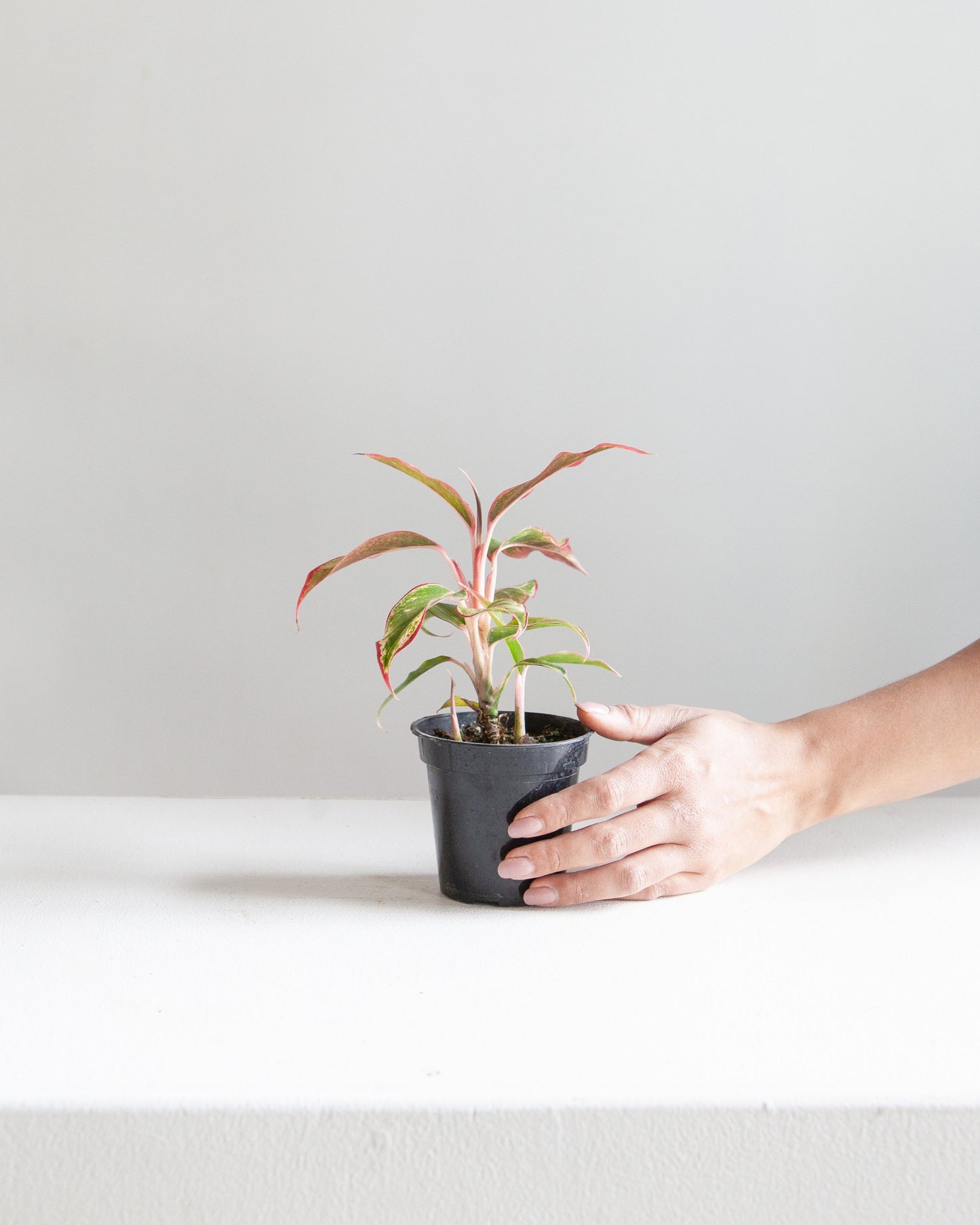 Siam Red Gold Chinese Evergreen: Aglaonema - 4 inch pot — indoor plant — indoor plant for sale by Promise Supply for delivery and pickup in Toronto.