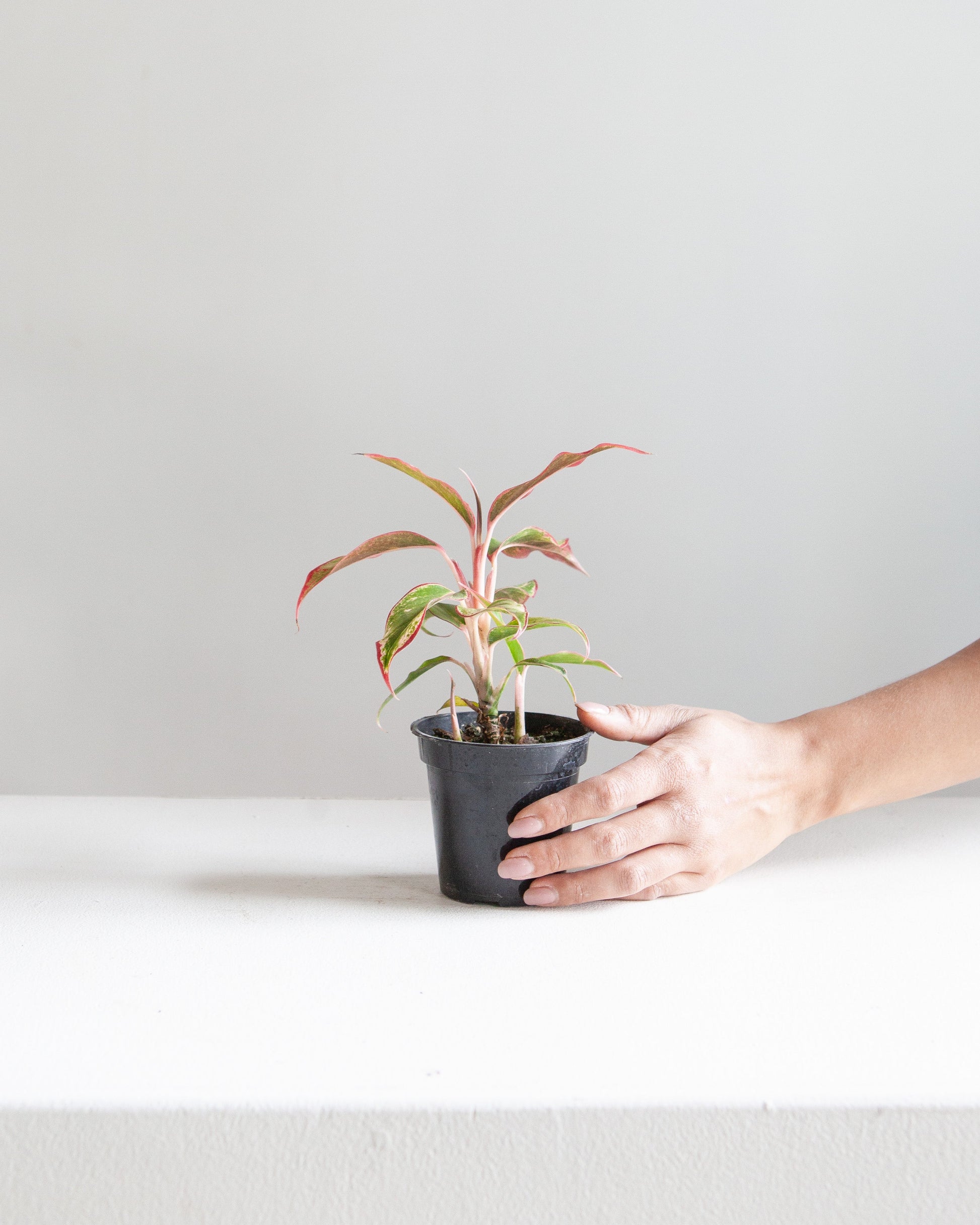 Siam Red Gold Chinese Evergreen: Aglaonema - 4 inch pot — indoor plant — indoor plant for sale by Promise Supply for delivery and pickup in Toronto.