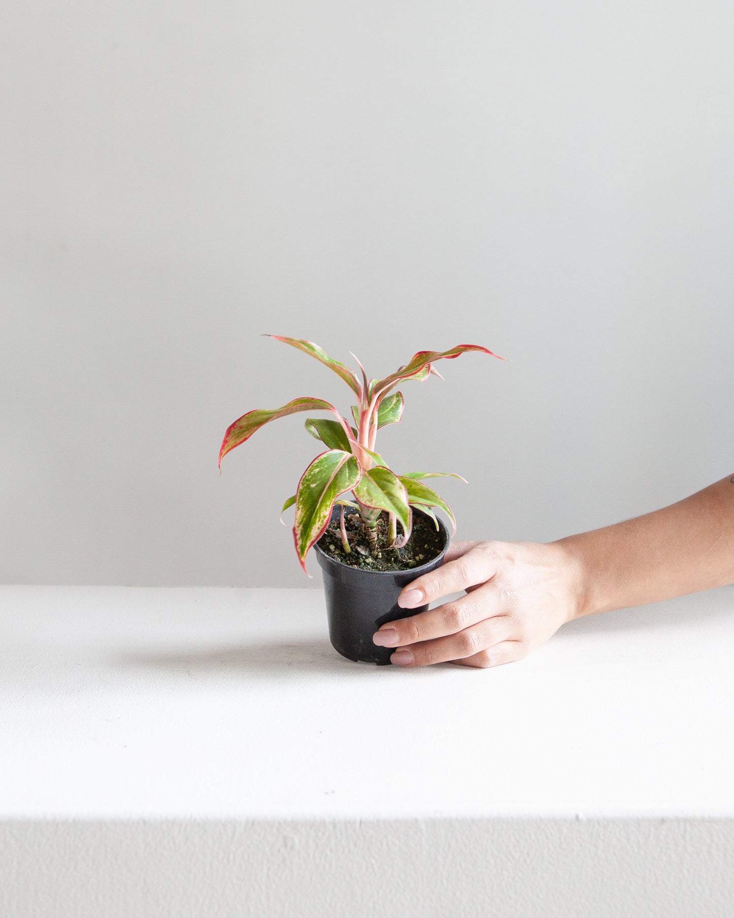 Siam Red Gold Chinese Evergreen: Aglaonema - 4 inch pot — indoor plant — indoor plant for sale by Promise Supply for delivery and pickup in Toronto.