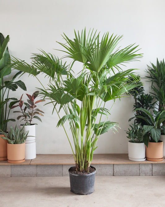 Chinese Fan Palm: Livistona chinensis - 14 inch pot - 5-5.5 foot tall