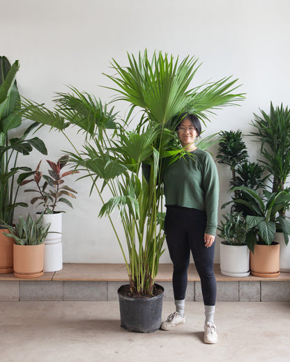 Chinese Fan Palm: Livistona chinensis - 14 inch pot - 5-5.5 foot tall