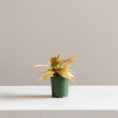 Quad Colour: Philodendron - 4 inch pot