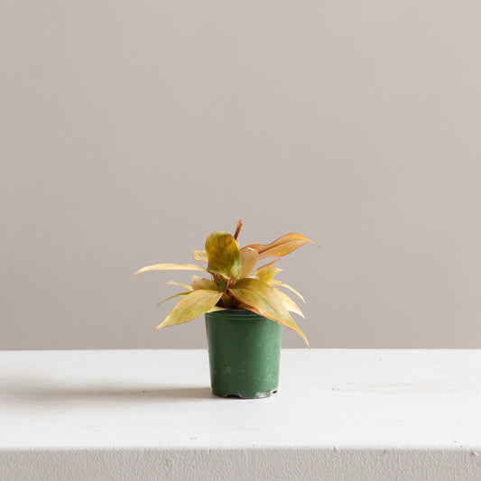 Quad Colour: Philodendron - 4 inch pot