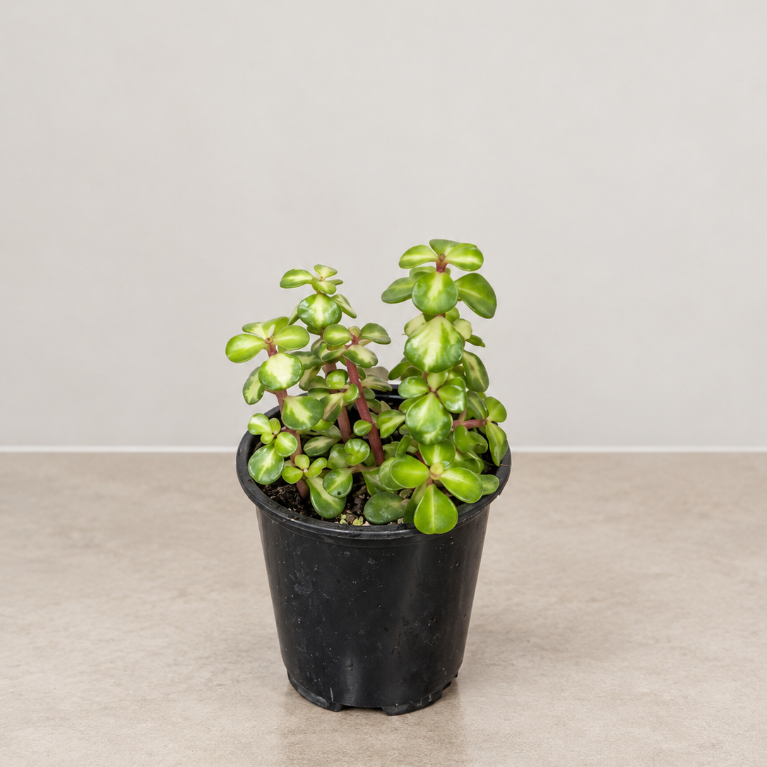 Midstripe Rainbow Bush: Portulacaria mediopicta - 4 inch pot