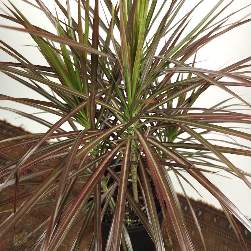 dracaena magenta bush Magenta Dragon Bush: Marginata - 10" Pot