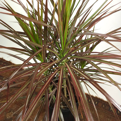 Magenta Dragon Bush: Dracaena marginata - 10 inch pot - 3 foot tall