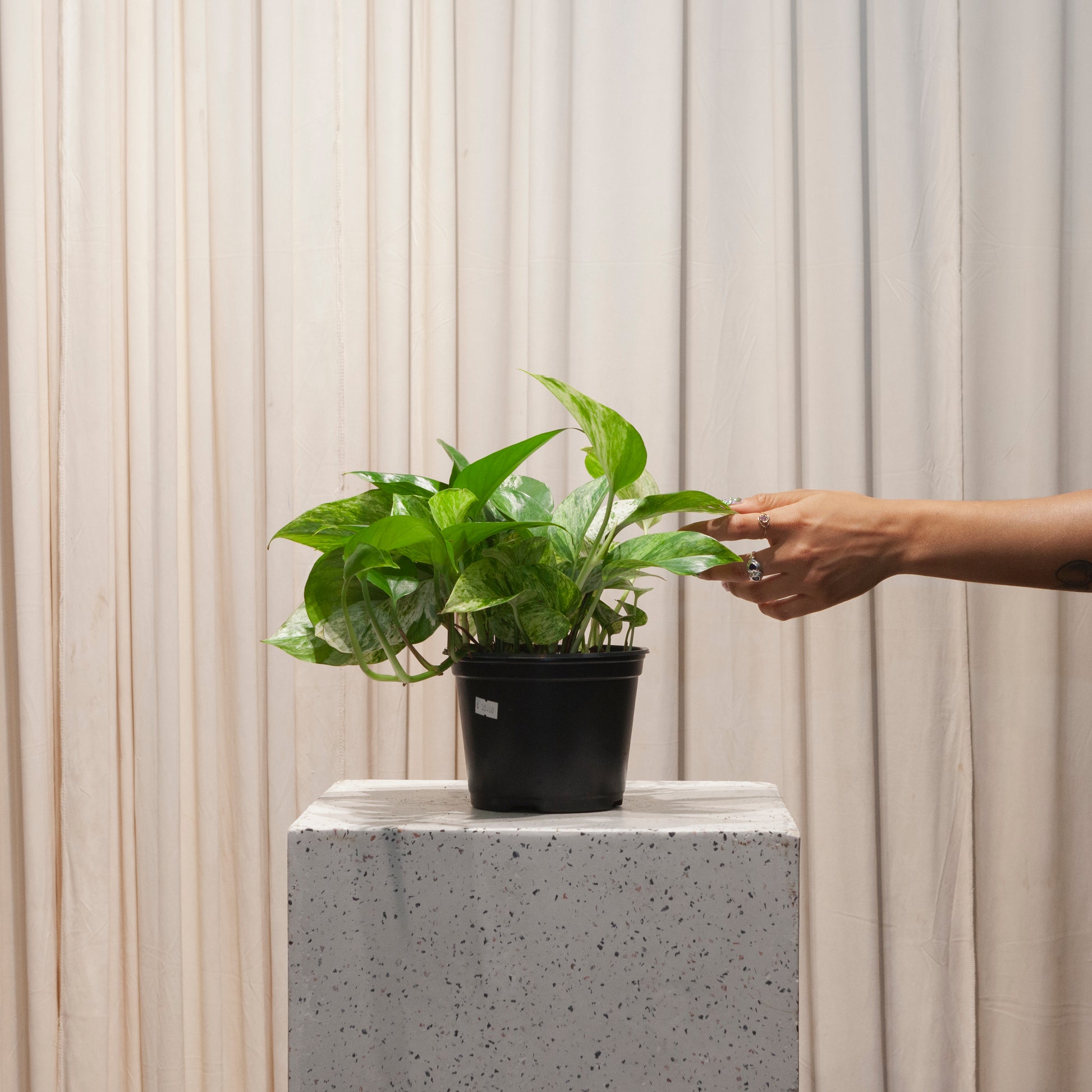 pothos marble queen light Marble Queen Pothos: Epipremnum - 6" Pot