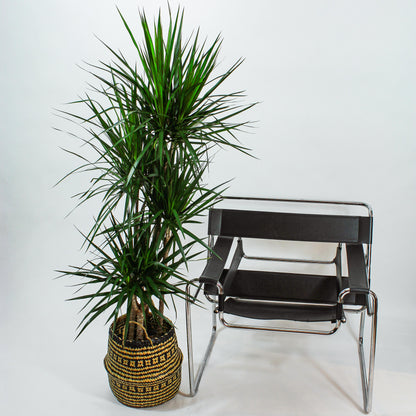 Cutback Staggered Dragon Tree: Dracaena marginata - 10 inch pot - 5 foot tall