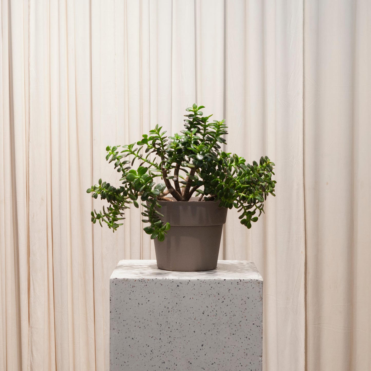 jade mini plant Mini-Leaf Baby Jade: Crassula - 8" Pot