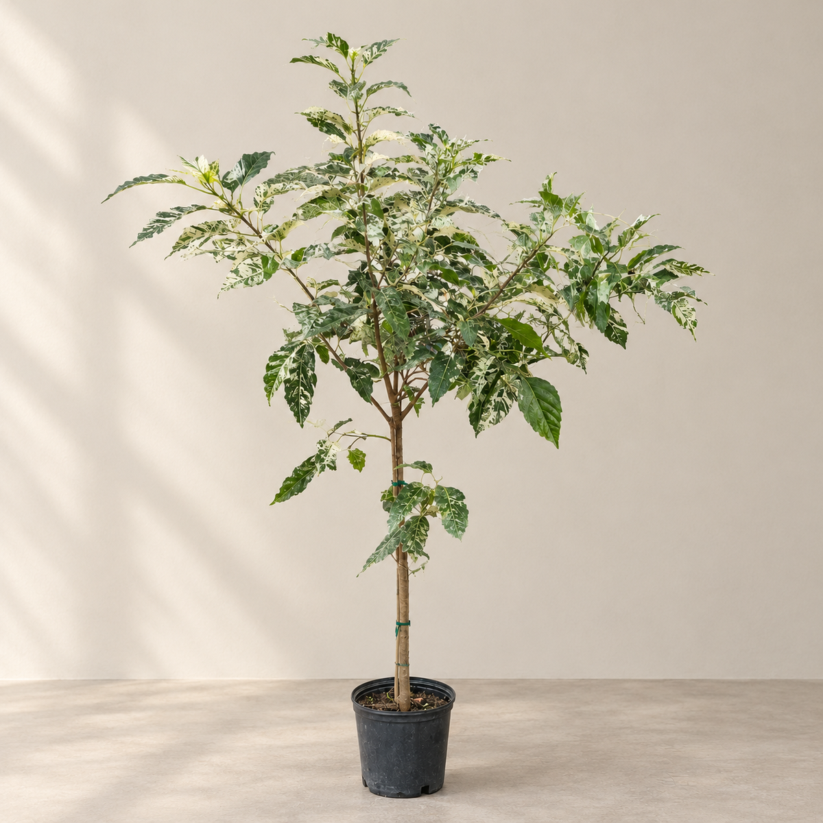 Clown Fig Tree: Ficus aspera 'variegata' - 10 inch pot - 5.5-6 foot tall
