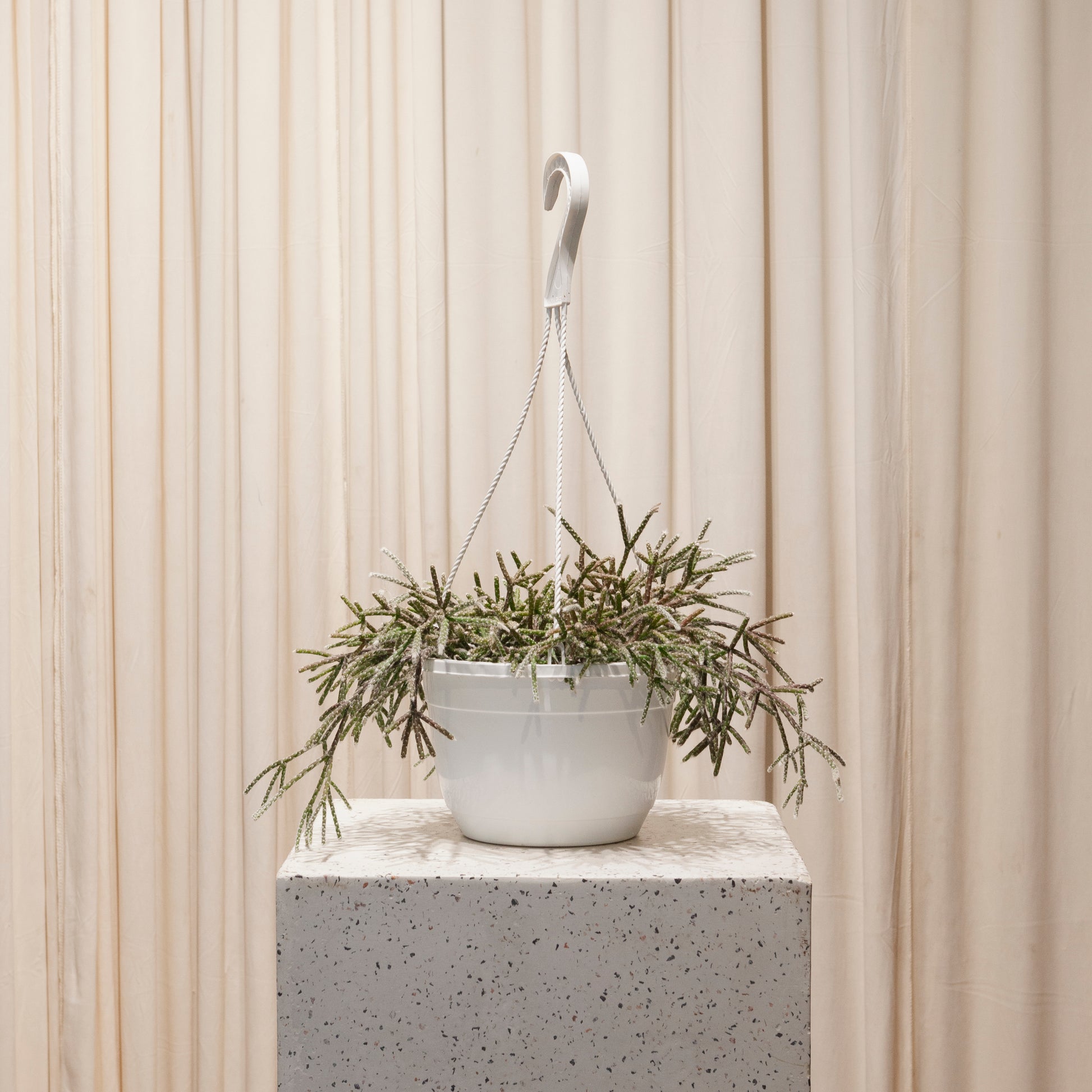 rhipsalis indoor plant Mistletoe Cactus: Rhipsalis - 8" Pot