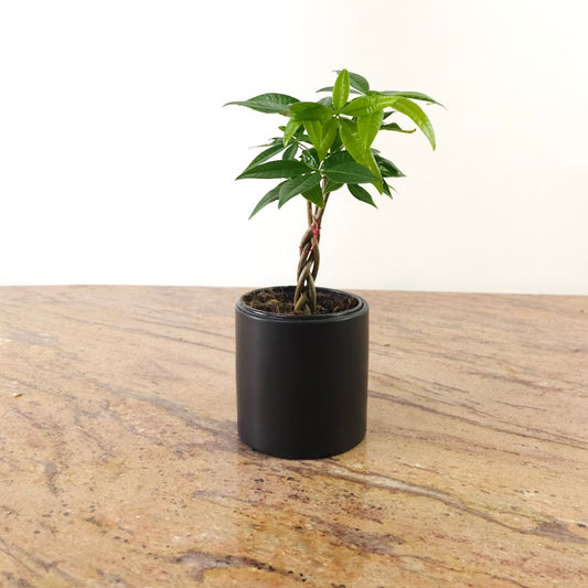 Money Tree: Pachira aquatica - 4 inch pot