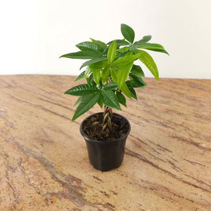 Money Tree: Pachira aquatica - 4 inch pot