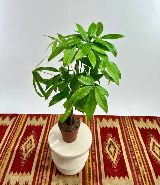 Money Tree: Pachira aquatica - 6 inch pot