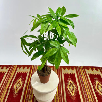 Money Tree: Pachira aquatica - 5 inch pot — plant in pot — indoor plant for sale by Promise Supply for delivery and pickup in Toronto.