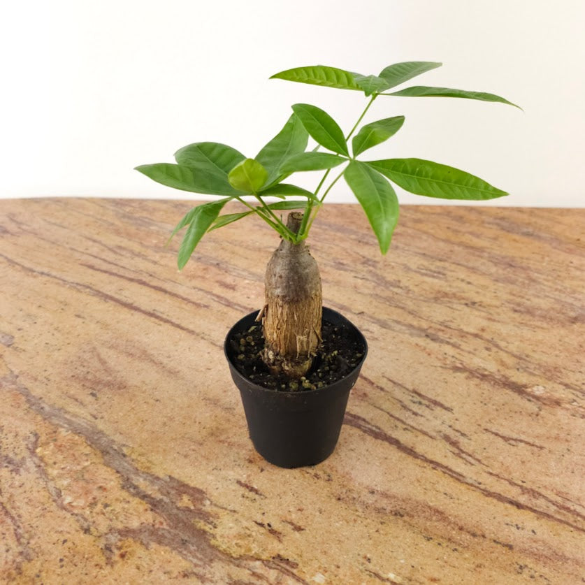 Money Tree Stump Bonsai: Pachira aquatica - 4 inch pot