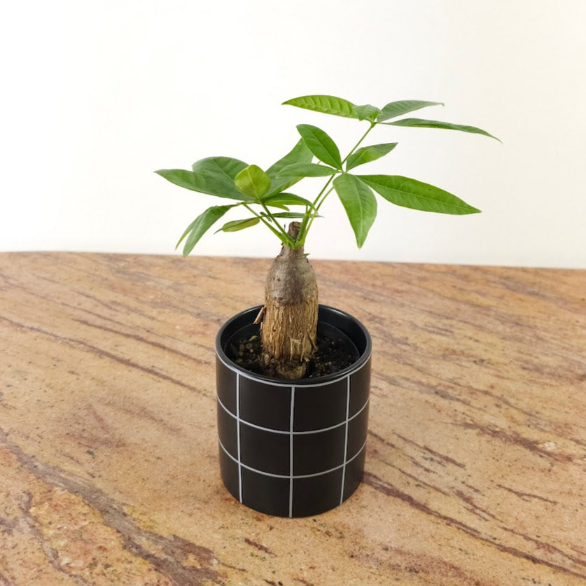 Money Tree Stump: Pachira aquatica - 4 inch pot