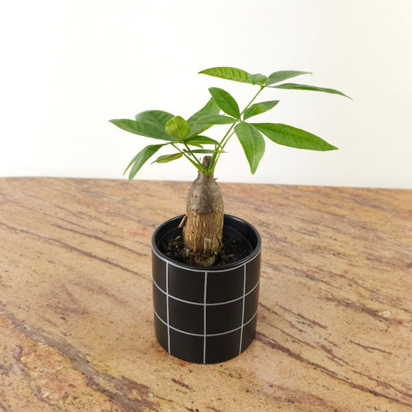 money tree stump Money Tree Bonsai: Pachira - 4