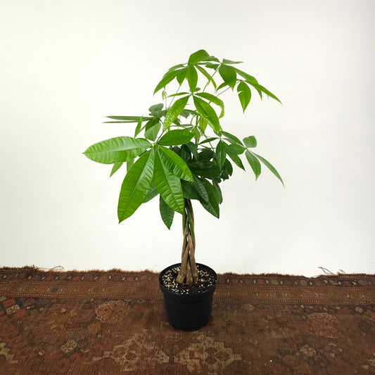 Money Tree: Pachira aquatica - 8 inch pot - 2.5-3 foot tall