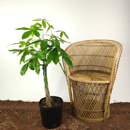 Money Tree: Pachira aquatica - 10 inch pot - 3-5 foot tall