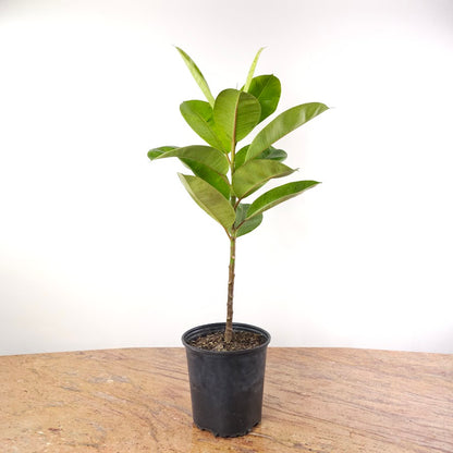 Moonshine Ficus: Ficus elastica 'Shivereana' - 8 inch pot - 3 foot tall