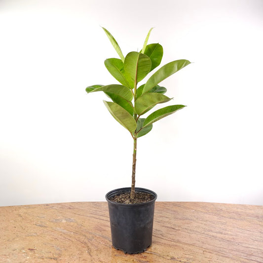 Moonshine Ficus: Ficus elastica 'Shivereana' - 8 inch pot - 3 foot tall