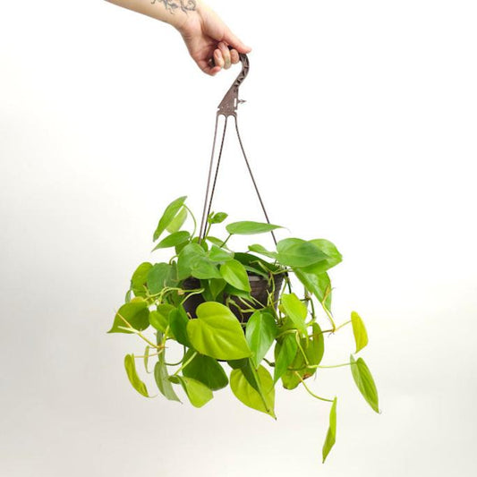 Neon Heart Leaf: Philodendron cordatum 'Lemon' - 8 inch hanging basket