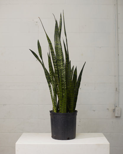 Black Coral Snake Plant: Sansevieria trifasciata - 8 inch pot - 2 foot tall