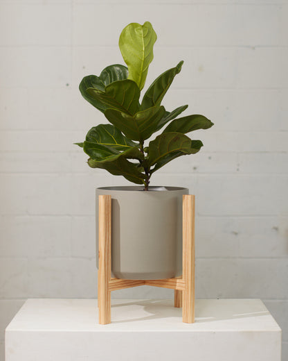 Fiddle Leaf Fig Column: Ficus lyrata - 10 inch pot - 2-5 foot tall