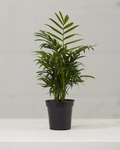 Parlour Palm: Chamaedorea elegans - 4 inch pot