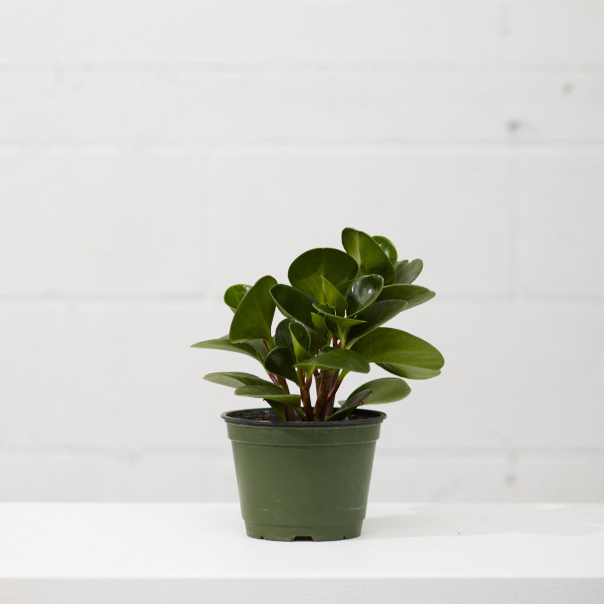 Baby Rubber Plant: Peperomia obtusifolia - 6 inch pot