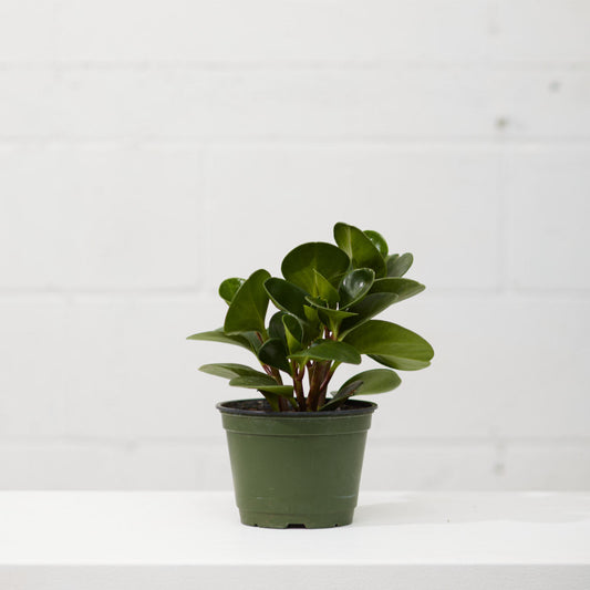 Baby Rubber Plant: Peperomia obtusifolia - 6 inch pot