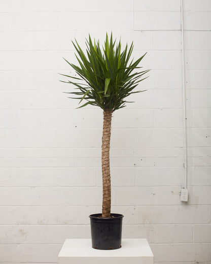 Yucca Cane: Yucca gigantea - 12 inch pot - 5-6 foot tall